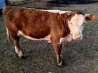 ثور, Swiss cattle — الصورة 4