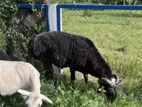 Ziegenbock, Ziegen — Foto 2