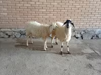 Ziegenbock, Ziegen — Foto 2