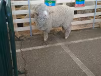 公羊, Sheep — 照片 2