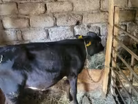 ثور, الماشية — الصورة 3