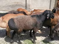 मेढ़ा, भेड़ — फ़ोटो 4