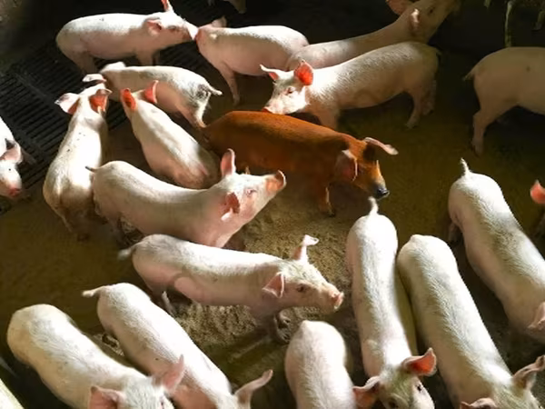 Eber, Schweine