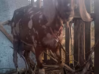 تيس, Nubian Goat — الصورة 4