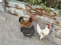 Chickens — Foto 3
