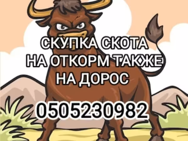 Бык, Коровы
