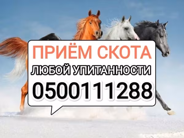 Конь, Лошади — Кыргызстан