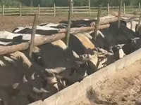 Toro, Yaroslavl cattle — foto 3