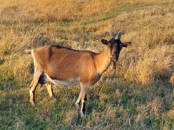 बकरी, Alpine goat