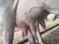 Kuh, Swiss cattle — Foto 1