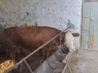 Bulle, Simmental cattle — Foto 2