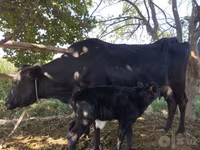 Cow, Cattle — photo 2