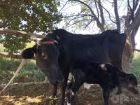 Cow, Cattle — photo 1