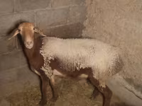 Schaf, Arashan sheep — Foto 3
