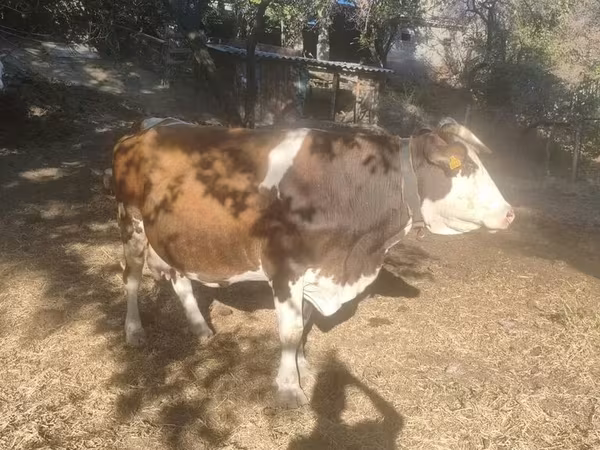 Vaca, Swiss cattle — Kirguistán