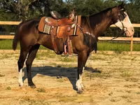 Yegua, American paint horse — foto 4