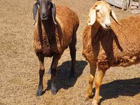 نعجة, Arashan sheep — الصورة 6