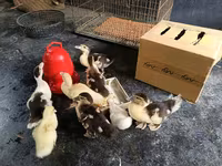 Ducks — फ़ोटो 1