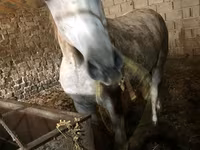 فرس, الخيول — الصورة 3