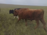 ثور, Russian Black pied cattle — الصورة 2