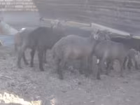 Carnero, Arabi sheep — foto 3
