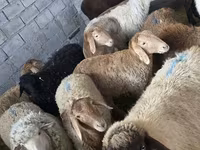 نعجة, Tian-Shan semifinewool sheep — الصورة 2