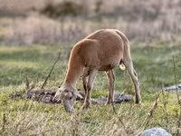 Ram, Baerchuke sheep — photo 3