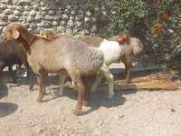 Ram, Sheep — photo 2