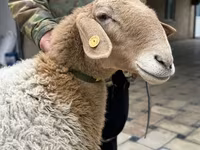 Schaf, Awassi sheep — Foto 2