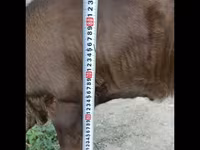 Toro, Swiss cattle — foto 1