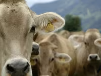 Toro, Raza Holstein — foto 3