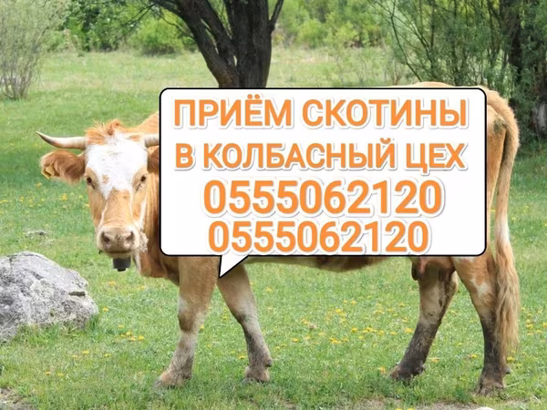 Бык, Коровы
