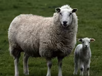 Widder, Edilbay sheep — Foto 5