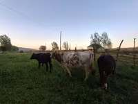 Kuh, Swiss cattle — Foto 6
