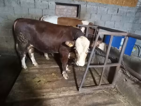 Bulle, Simmental cattle — Kirgisistan