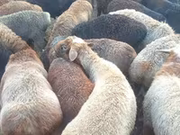 Widder, Edilbay sheep — Foto 1