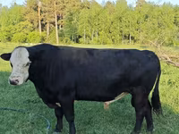 Toro, Ganado vacuno — foto 2