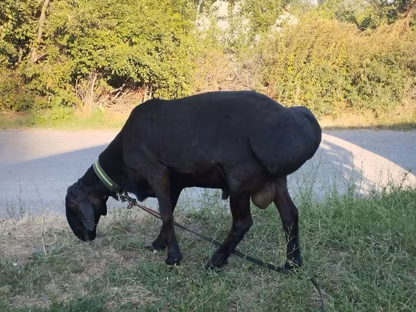 Widder, Red Karaman sheep — Kirgisistan