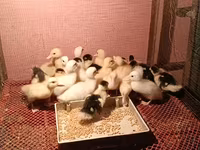 Ducks — 照片 2