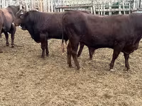 Bull, Kalmyk breed — photo 6