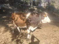 Vaca, Swiss cattle — foto 1