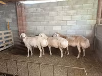 Oveja, Afghan Arabi sheep — foto 2