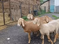 نعجة, Arashan sheep — الصورة 5