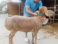 Oveja, Arashan sheep — foto 2