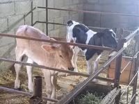 Vaca, Raza Holstein — foto 3