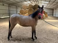 Yegua, Rocky Mountain Horse — foto 8