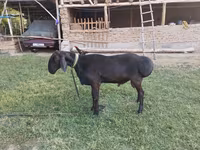 Ram, Red Karaman sheep — photo 3