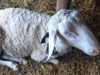 Ram, Awassi sheep — photo 3