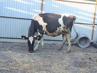 Kuh, Holstein-Rasse — Foto 2