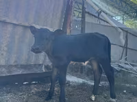 Kuh, Swiss cattle — Foto 2